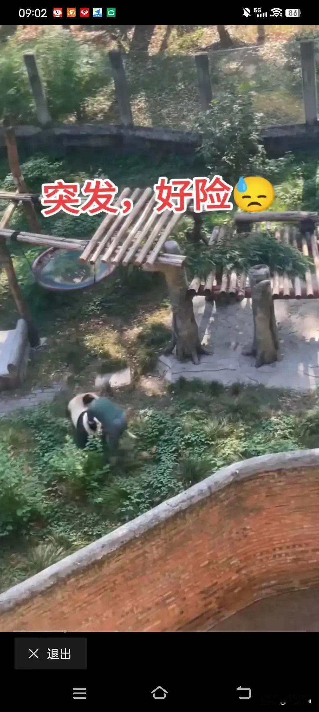 大熊猫丁丁扑倒饲养员引起热议！

大熊猫打饲养员啦，不但追着赶着打，还把饲养员按