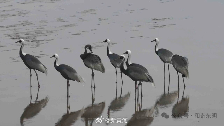 【#东营再现珍稀白枕鹤#】#白枕鹤成群现身东营太难得了# 近日，在黄河入鲁第一县