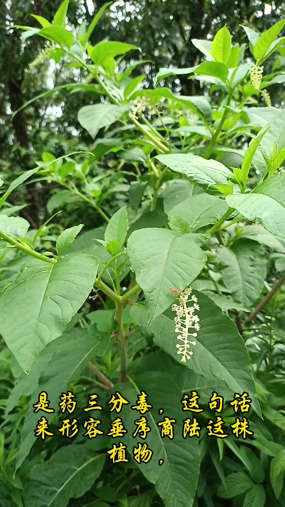 是药三分毒，垂序商陆这株植物完美诠释了这句话。它也叫美洲商陆，属于商陆科商陆属多