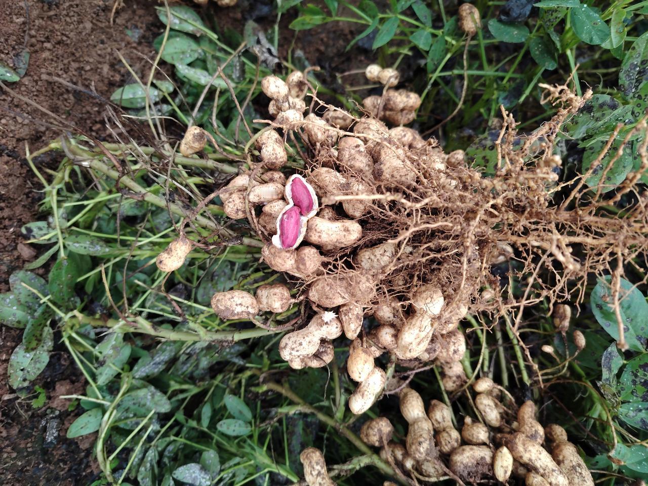 花生从开花到花期结束，通常需要60 - 70天。但这一时间并非固定不变，会因品种