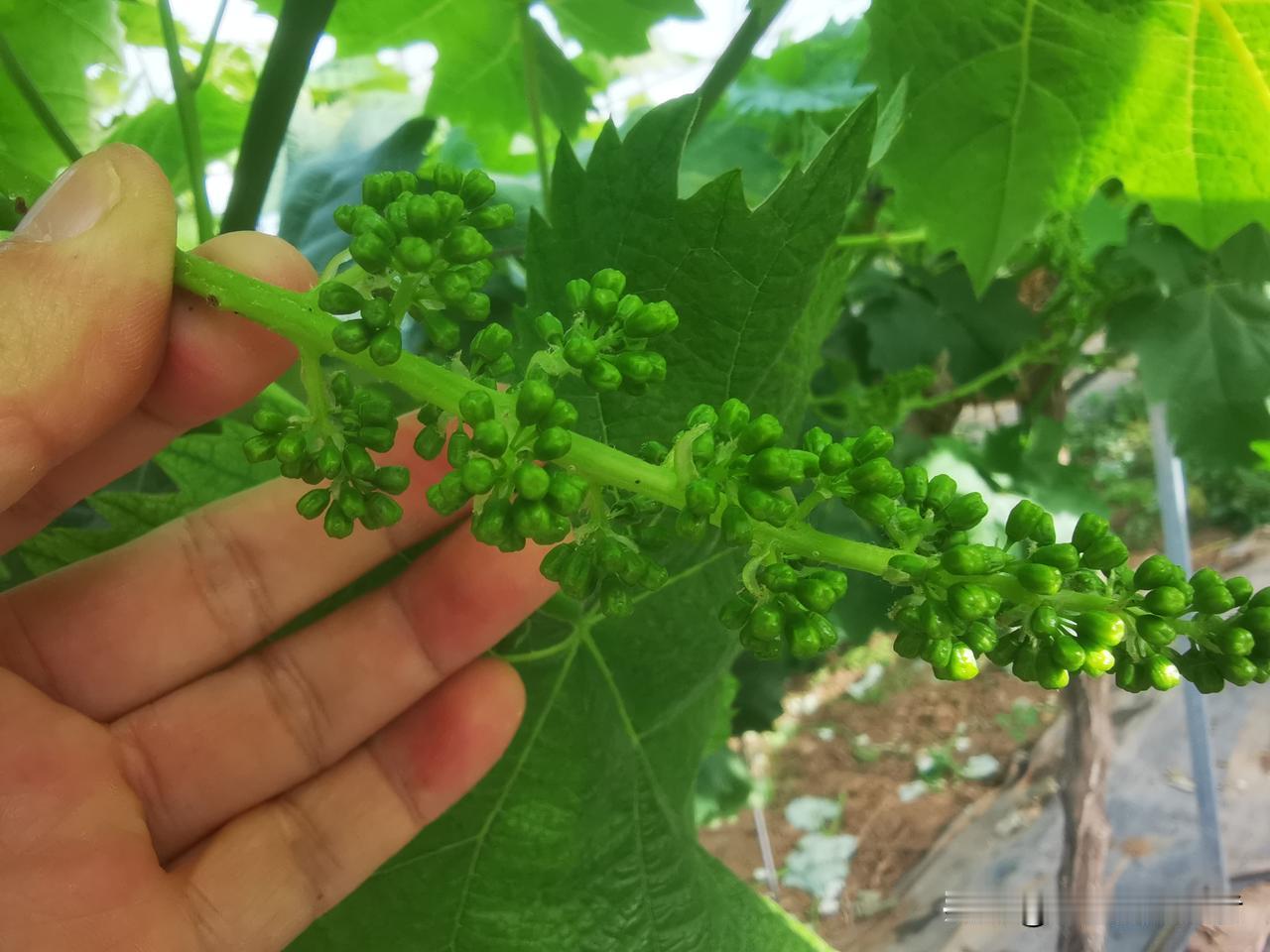 大忙季节到了，35亩葡萄园，信使花己开，预计5月15日全面开花。
去年高温干旱持