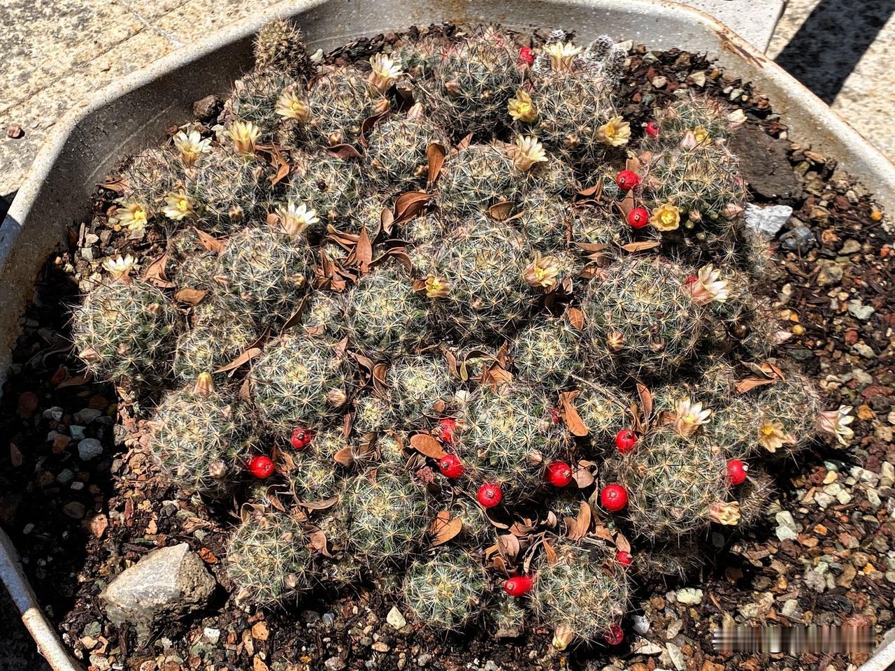 这一期头条创作训练营的任务是写8篇，好像还少了一篇，就再补充一下。
图1、2是种