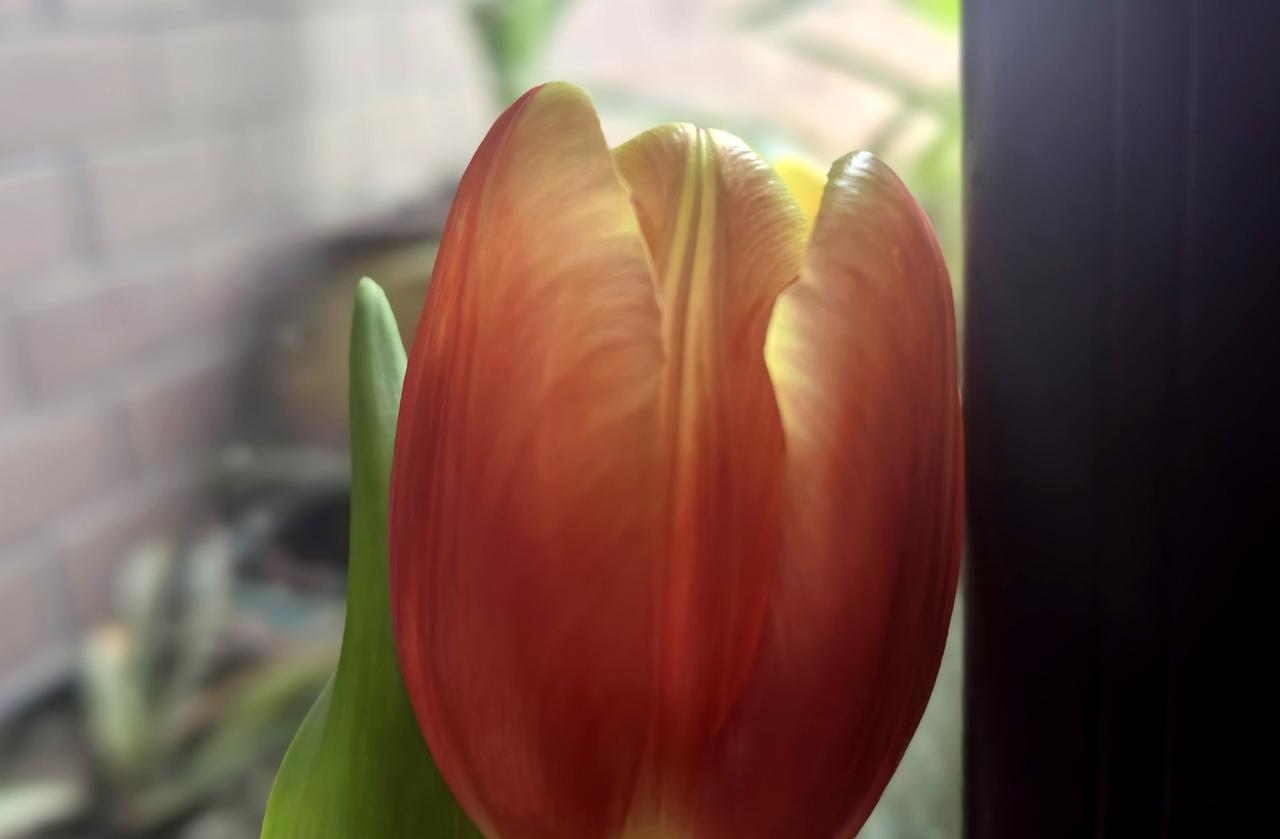 望着窗外的郁金香