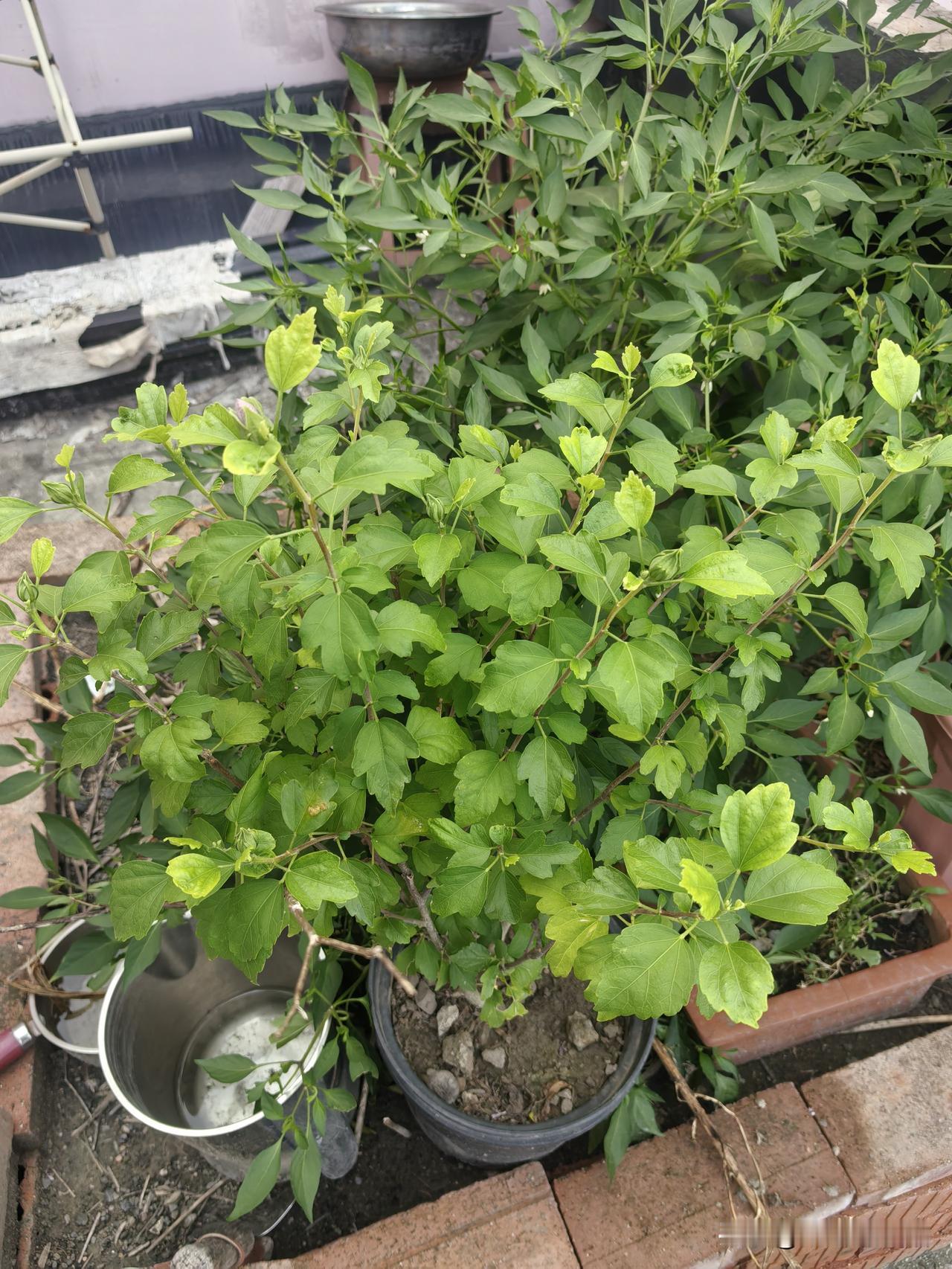 台风天，吹的植物东倒西歪