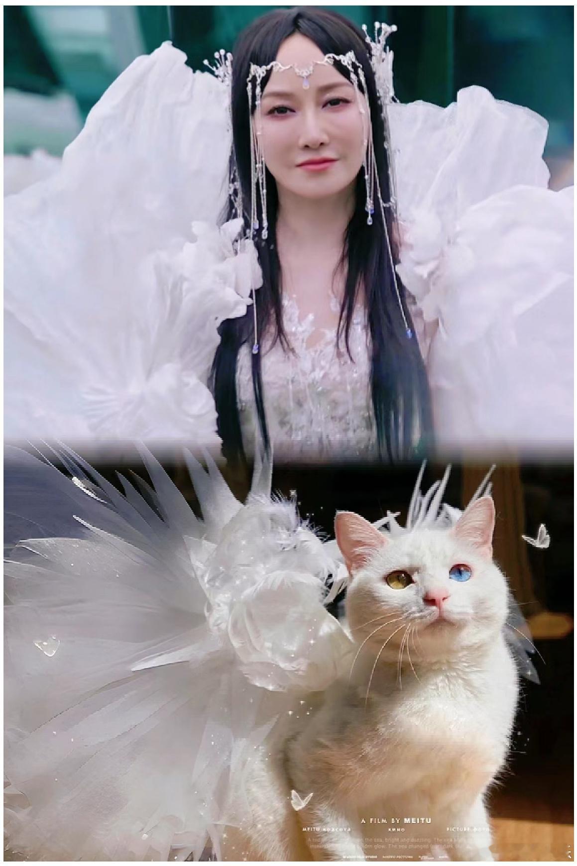 #萨顶顶回应登上摇猫榜第一名#漂亮的丁页猫要C位出道了吗[打call][打cal
