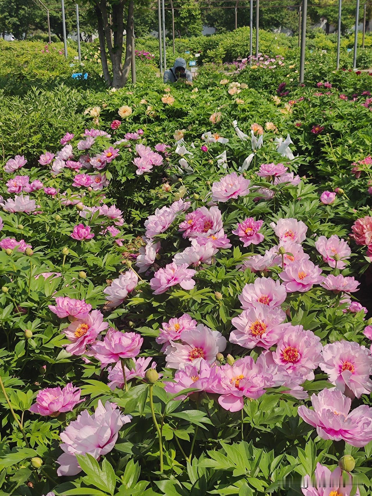 心想事成。
高居宝地财旺盛，
福照家门富生辉。