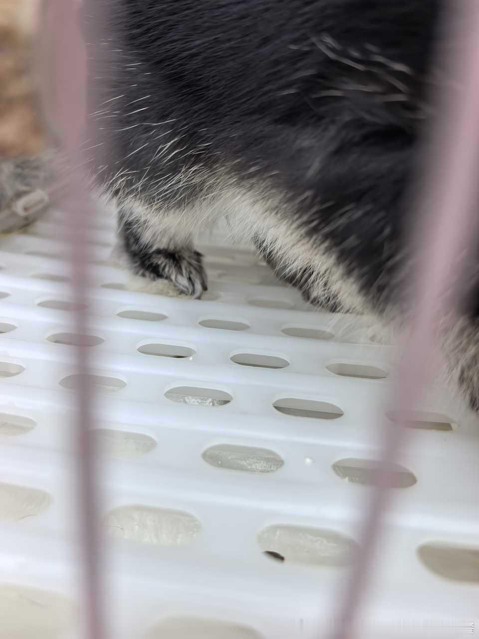 13632🐇【恋足屁】有福了你们。 
