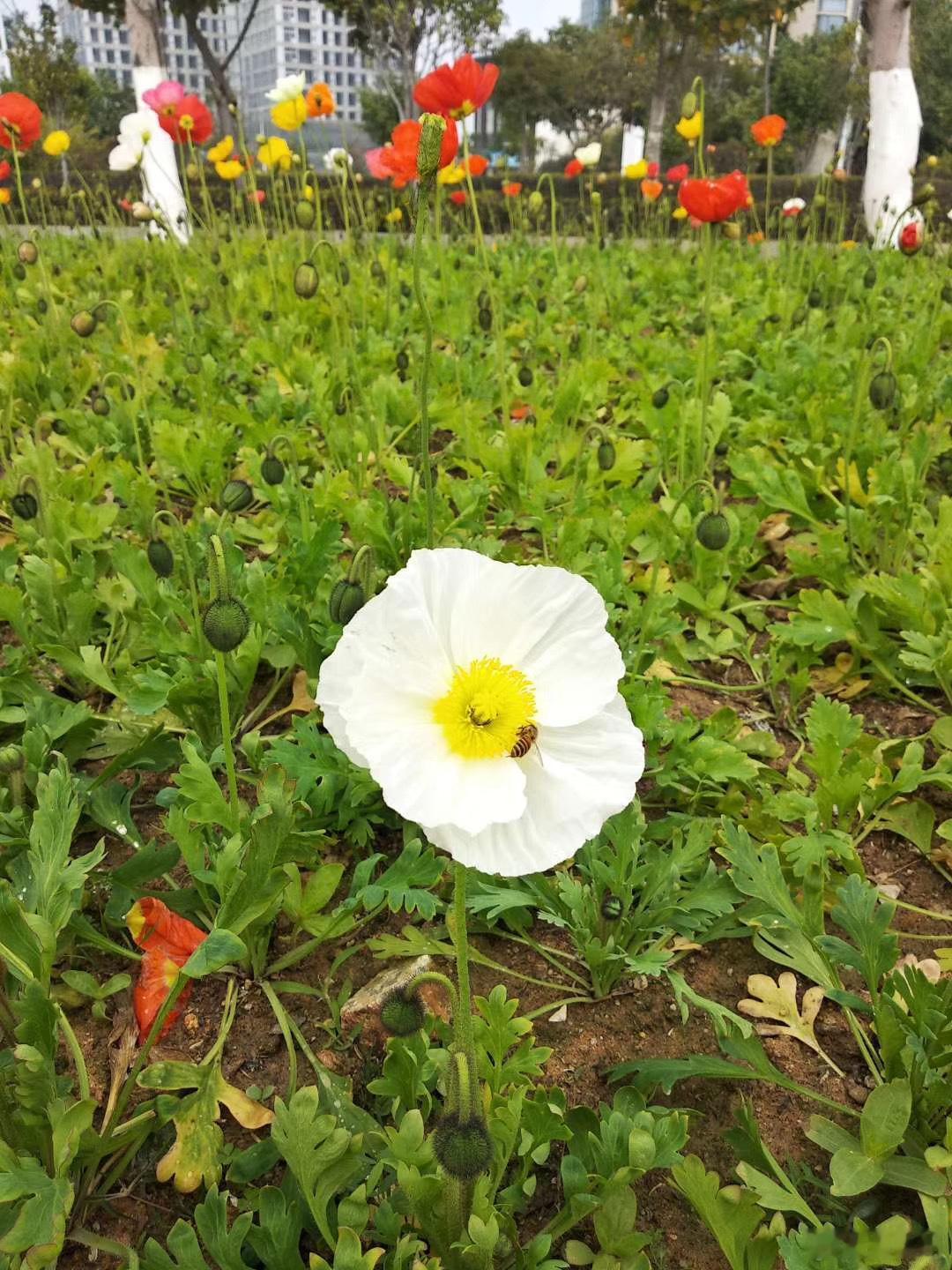 【油画级春日｜ 泉州这片海与花撞色的秘境  🌊🌸自带电影滤镜的虞美人花海】✨