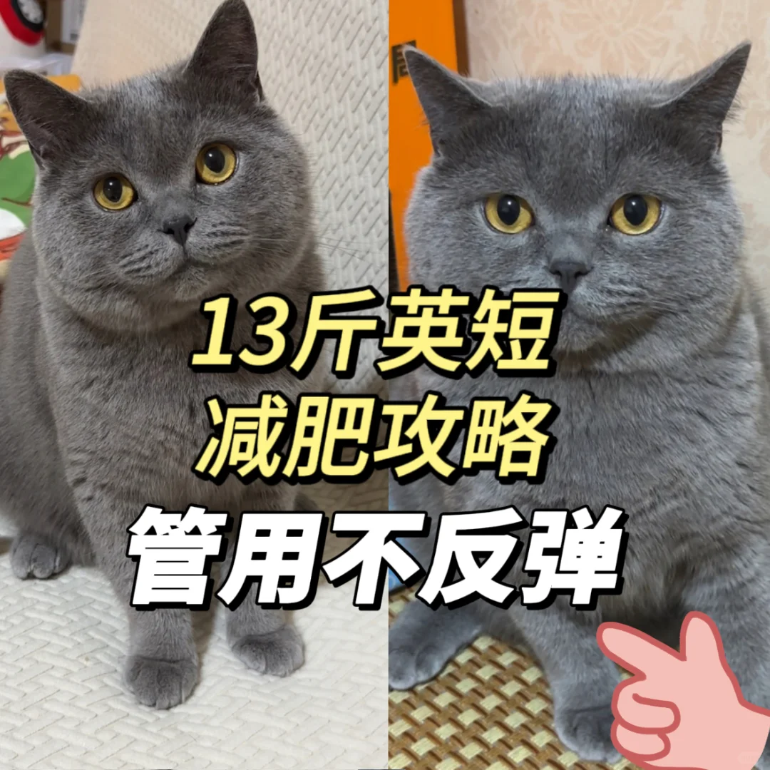 13斤英短猫咪🐱减肥攻略