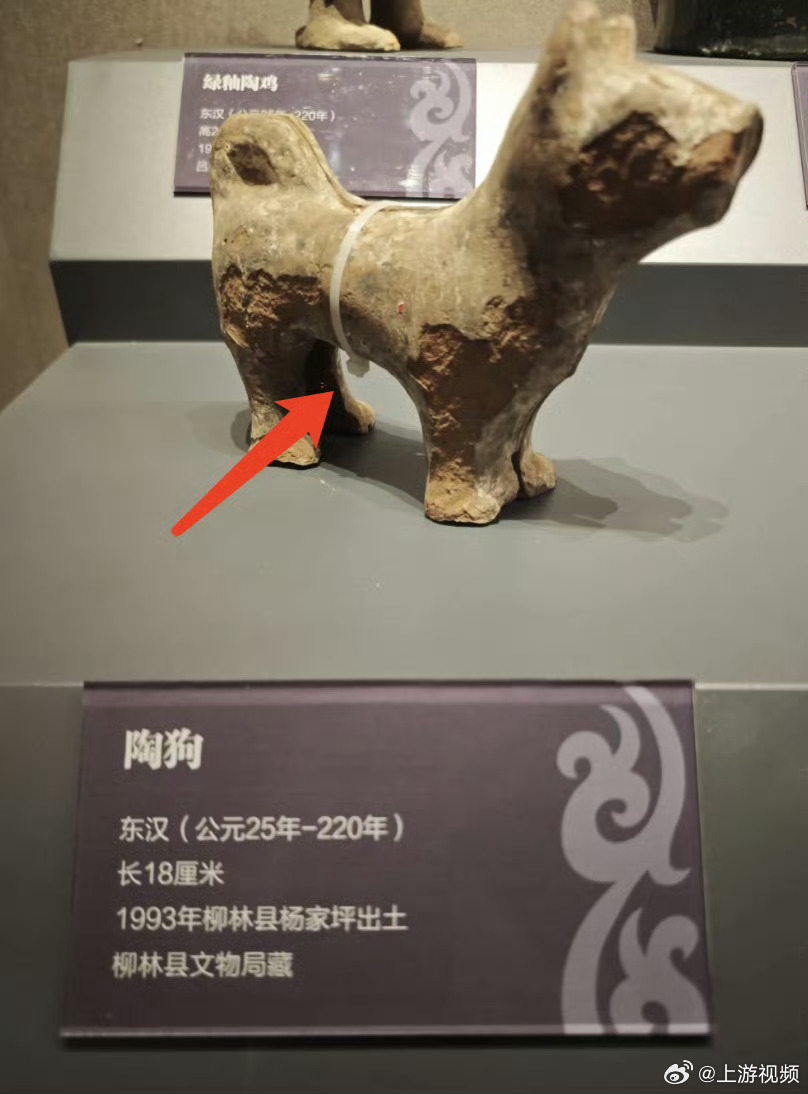 #东汉陶狗被尼龙扎带捆住#【东汉陶狗被尼龙扎带“捆”住？博物馆回应：临时固定措施