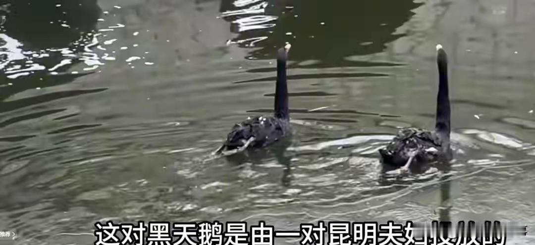 2026年元旦期间，大连儿童公园一对网红黑天鹅一场飞来的横祸，让两只相爱的天鹅从
