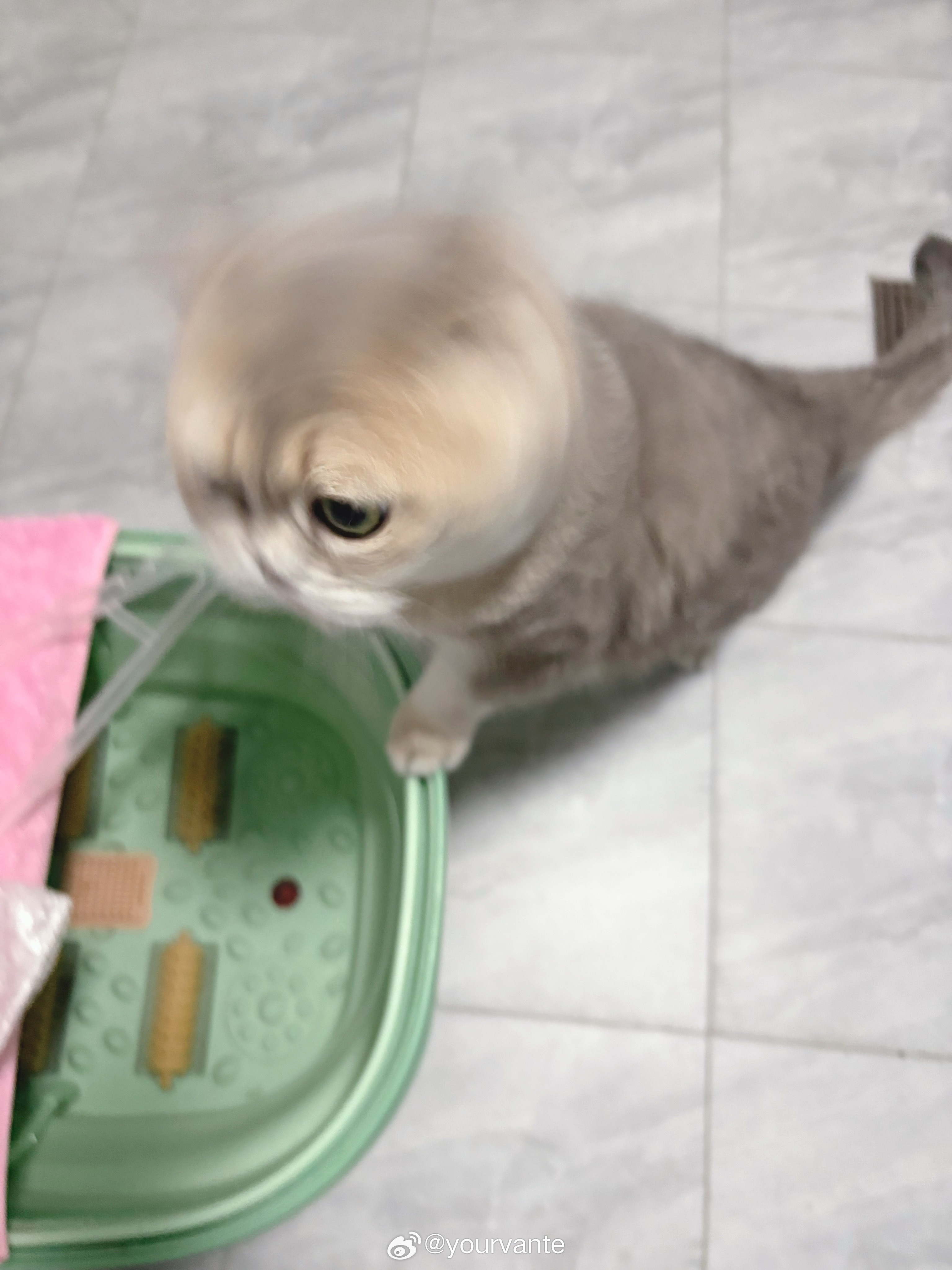 卧槽 我家进海豹了 ​​​