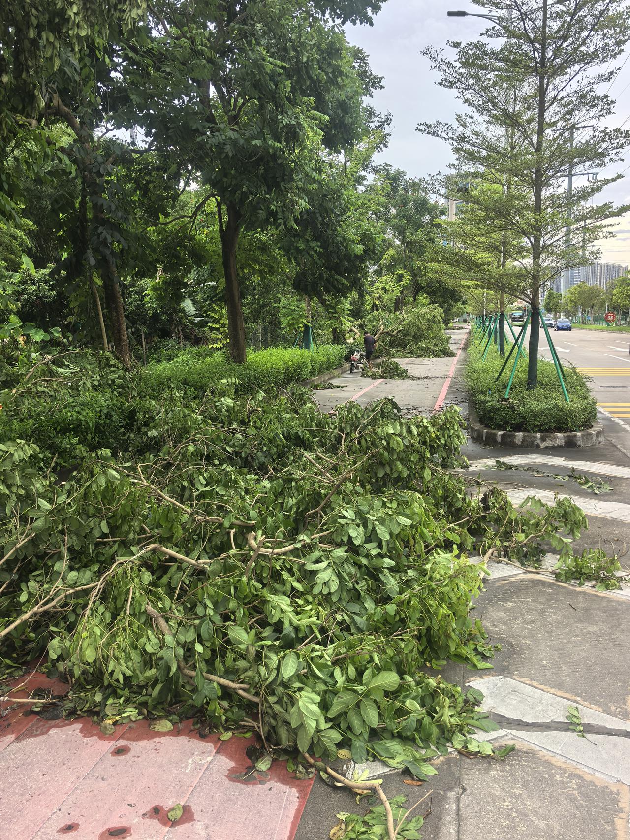 台风来，就是拔树的。体育大道新种的树基本上倒了一半。
台风来，车千万别放树下面，