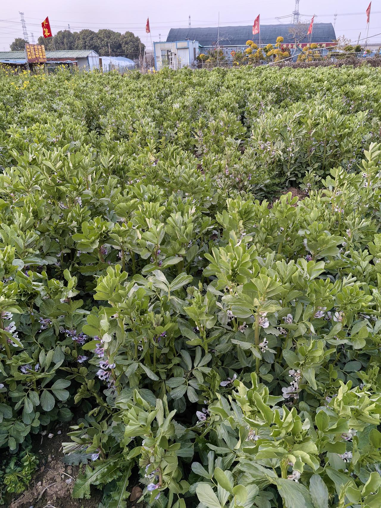 蚕豆，打顶摘心好不好？

好！非常好！当下正值终花期，摘心正当时！

凡种得密的