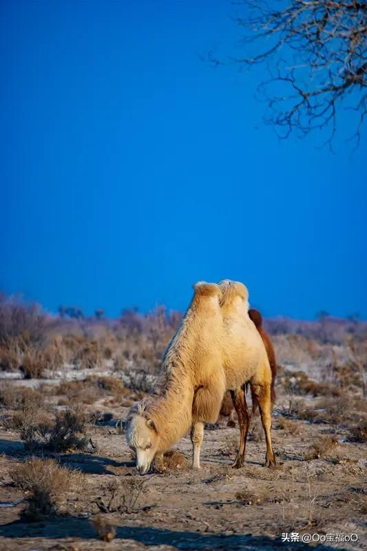 压死骆驼的最后一根稻草，可能是生活中看似微不足道的小事。比如职场上，一次无端的指