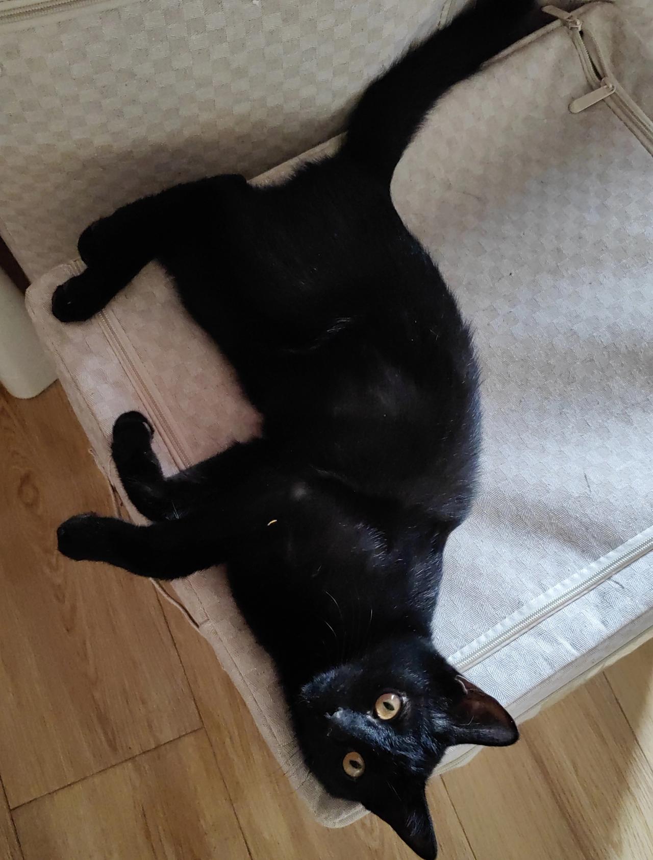 当你对周围环境里的小猫有了那么一丁点儿了解，这等待小猫亲近你的日子啊，就像开盲盒