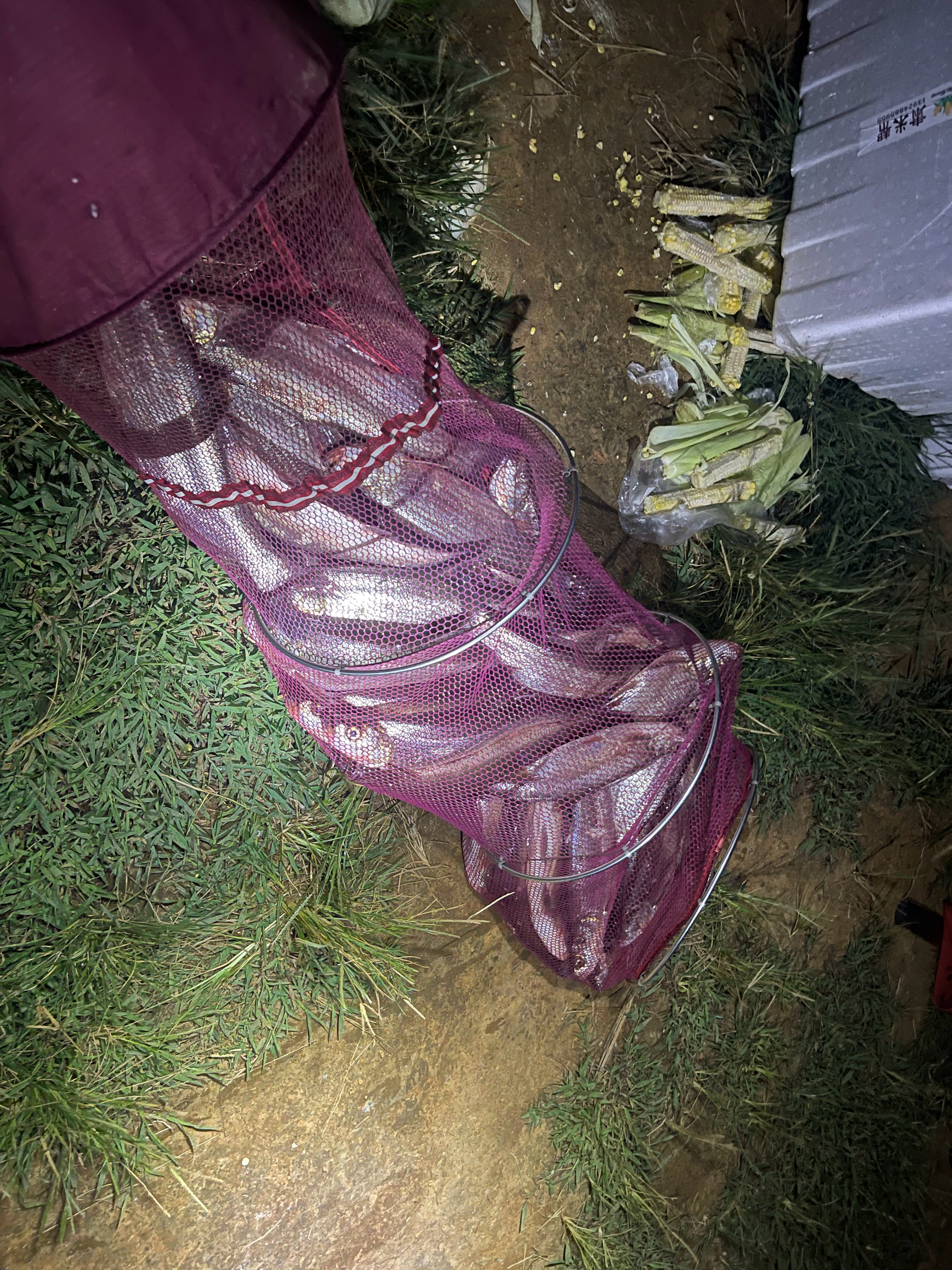 今晚钓得不多，反正就这几条  ​​​