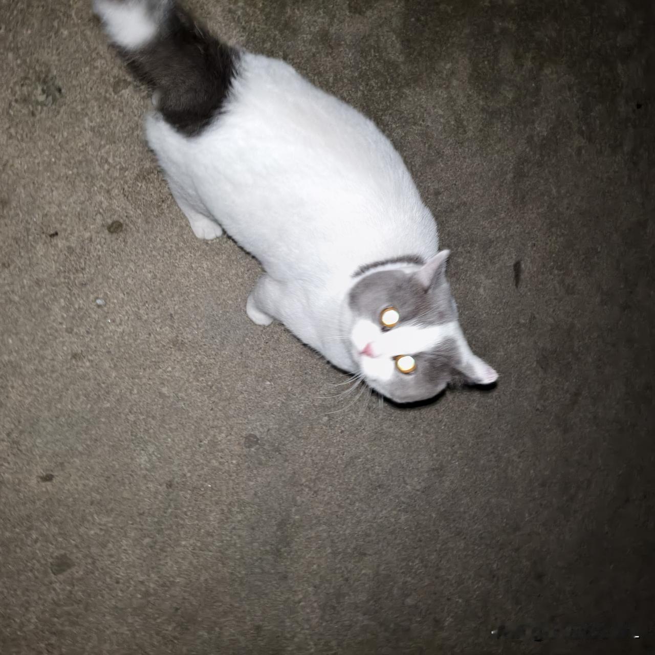 偶遇一只奶牛大肥猫，它居然要跟我回家。一点都不怕我，还好最后它迈着优雅的步子回去