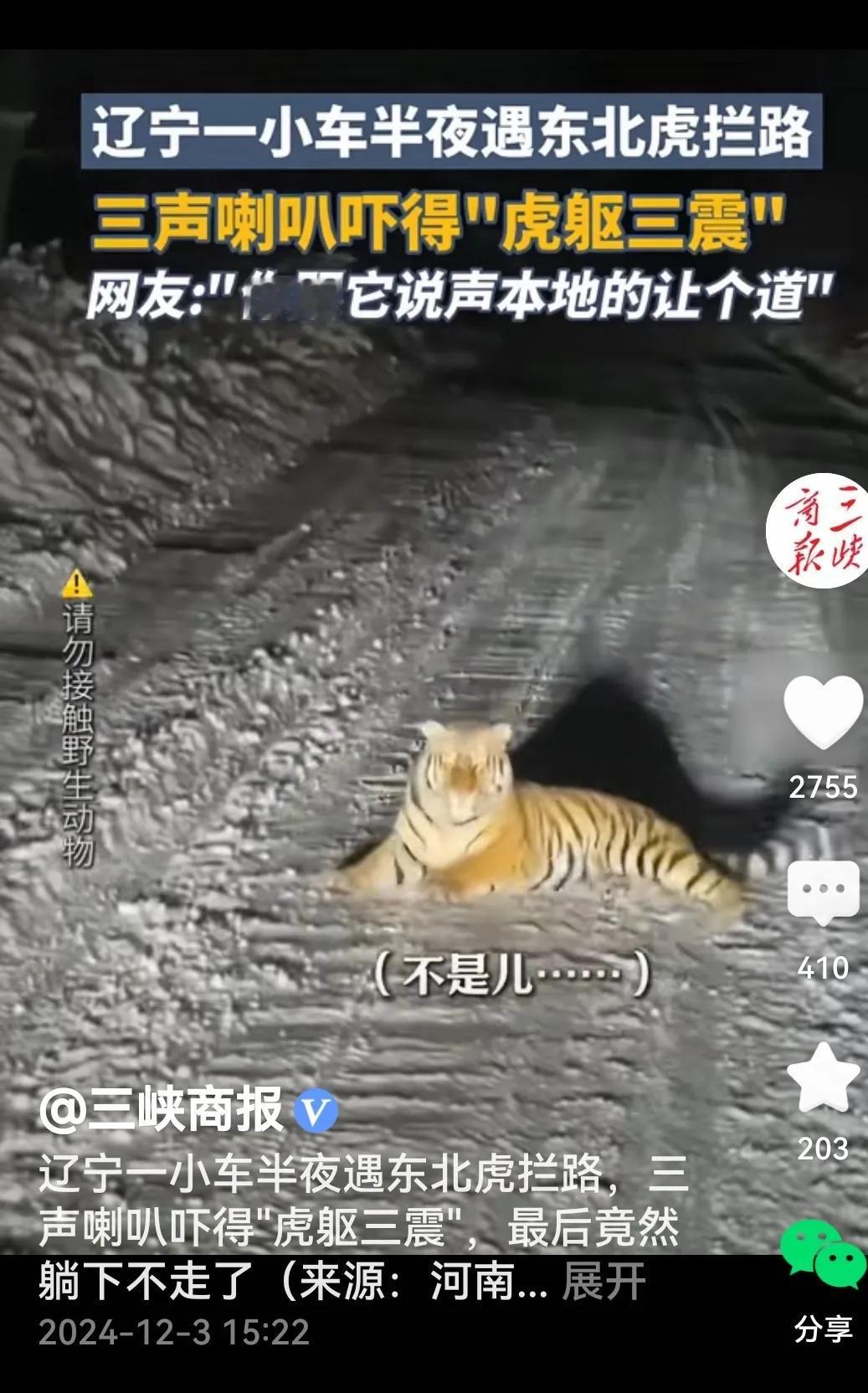 也是哈！几个人驾车夜行，走着走着，发现路中间站着一“东北金渐层”，哦！遇到“拦路