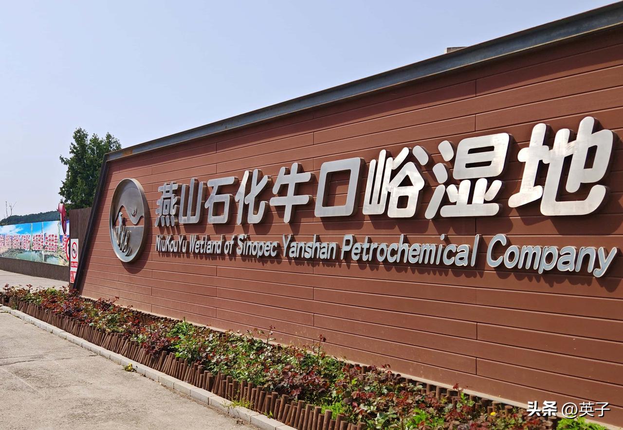 牛口峪湿地：从工业水库到生态绿洲
初次走进房山燕山石化区的牛口峪湿地公园，眼前一