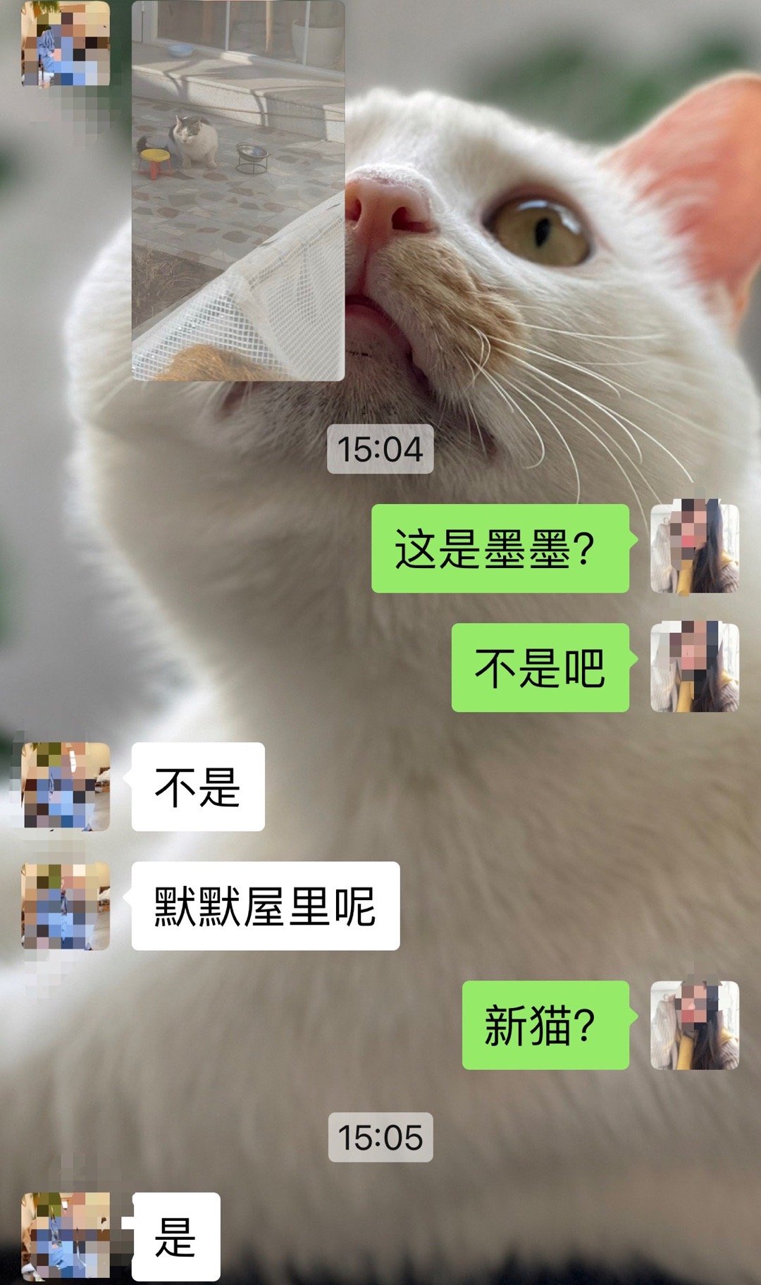 上周末，我听隔壁大姐说，最近出现了好几只“新猫”，是有人专门拿过来我家那个区域遗