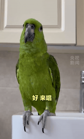 “这只鹦鹉火到人民日报了！”湖北，男子下班回到家，听到说唱脸谱这首歌响起，起初他