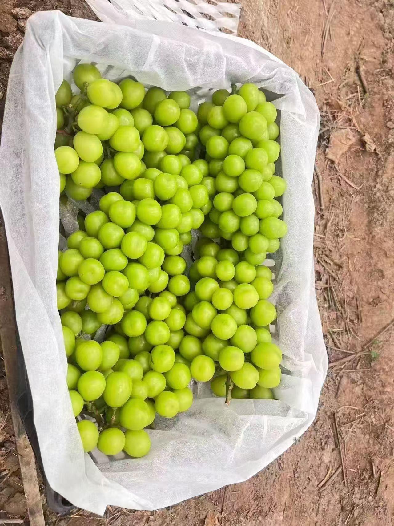 云南建水美食，阳光玫瑰葡萄美味攻略！
建水的阳光玫瑰，是高原红土地种出来的葡萄真