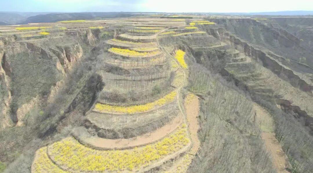 【春到马栏！连翘花争奇】连翘花开，不与桃李争艳。只把春天，染成温柔的黄色。咸阳市