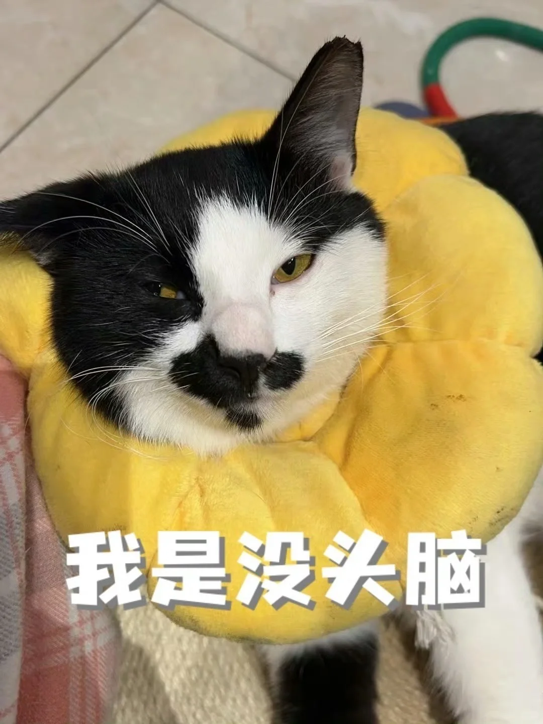 杭州两只超萌奶牛猫求好心人领养