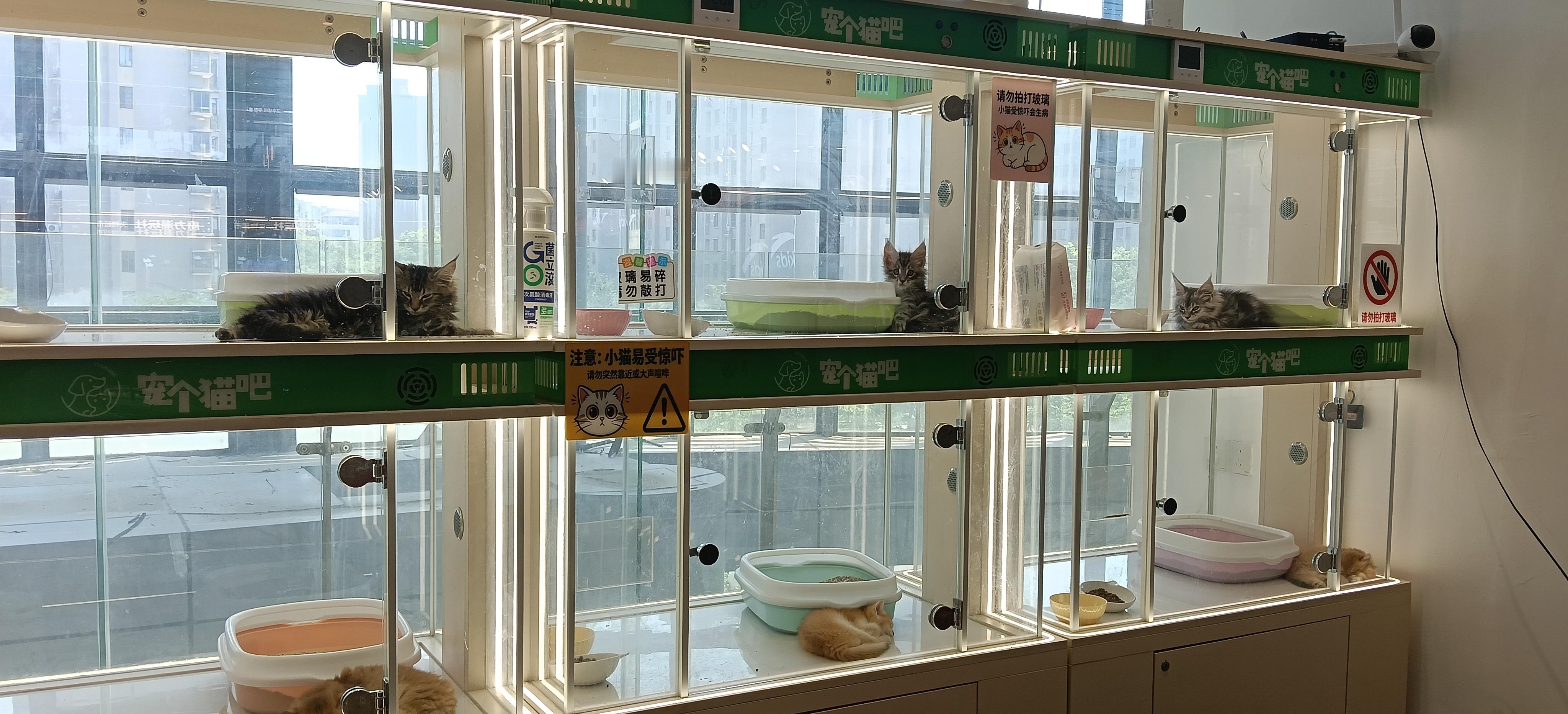 猫猫，你也在担忧什么？ 