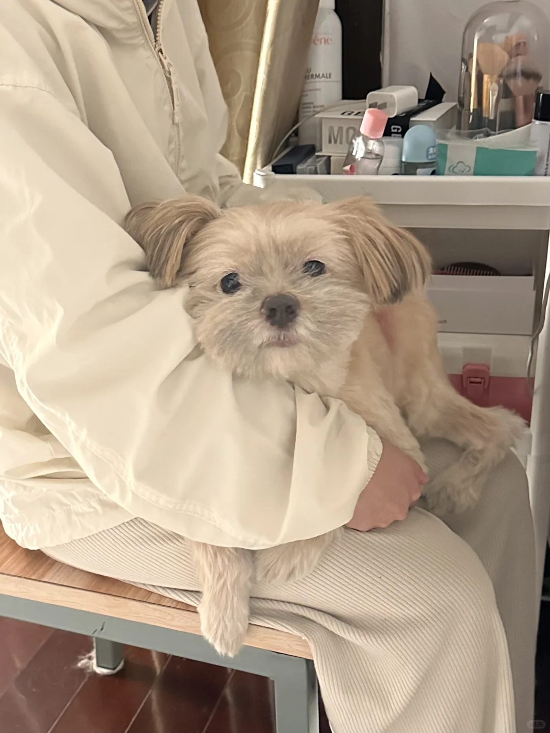 晚间剧场小猫狗