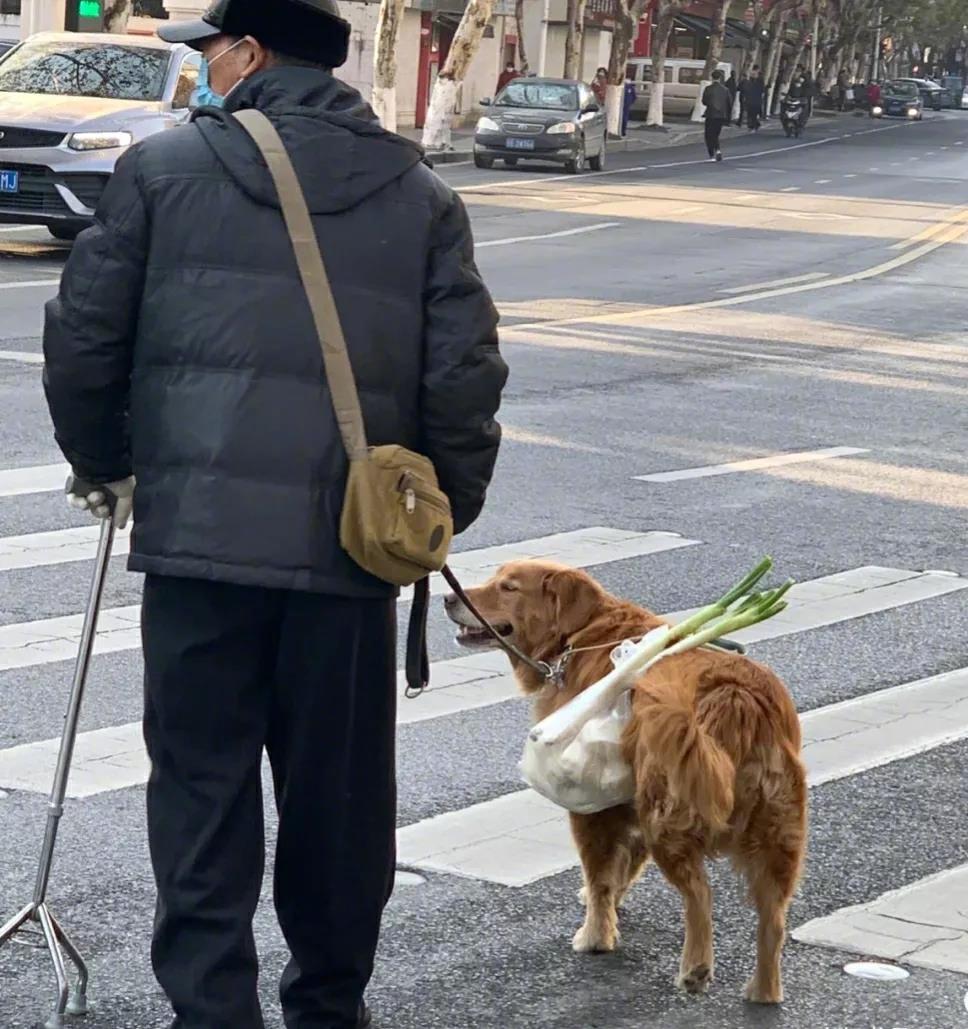 金毛真的太乖了吧，还能帮主人拎菜！金毛：没办法，他的手还要用来牵我呀~