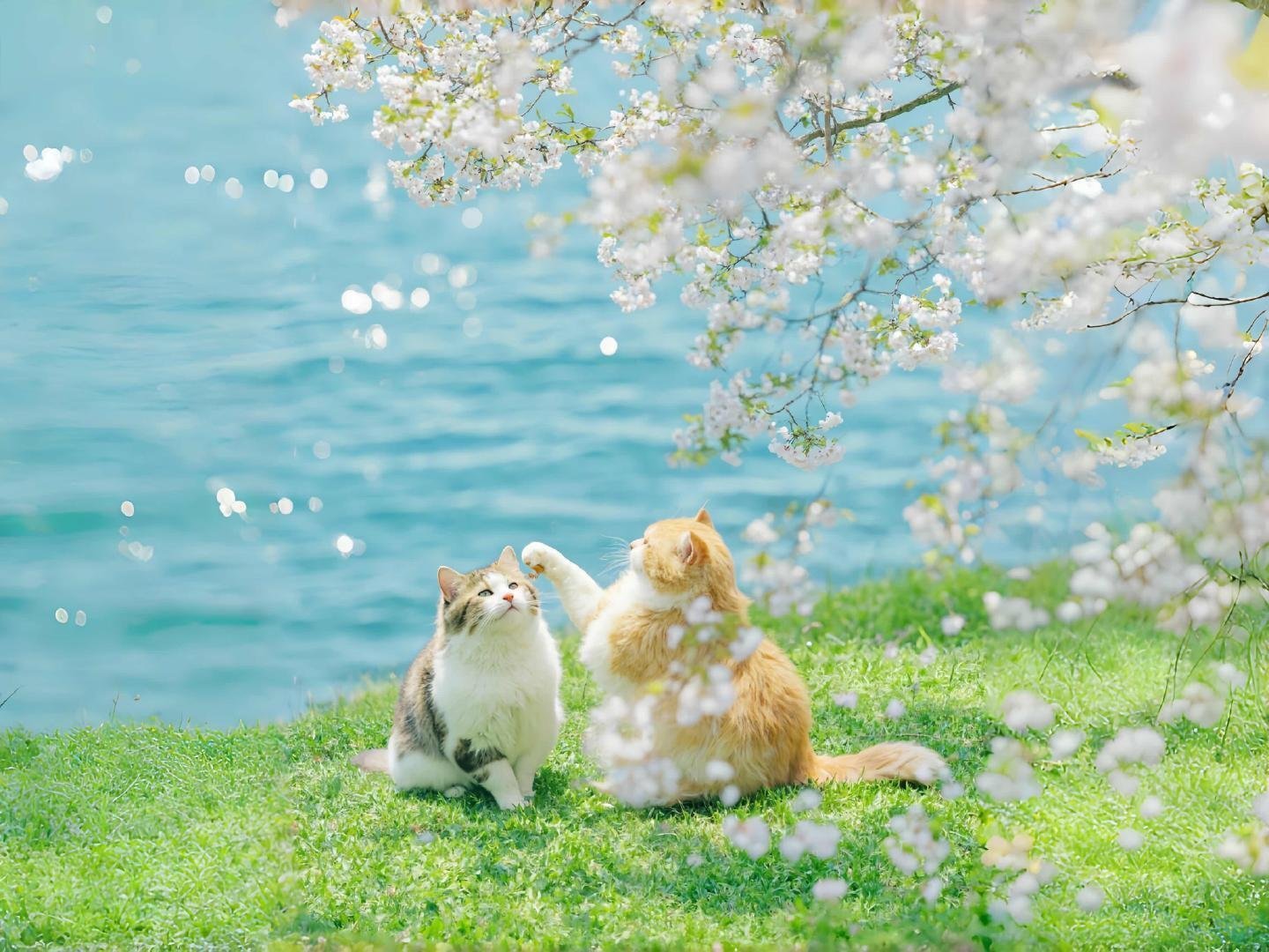 iPad 平板 电脑 壁纸 