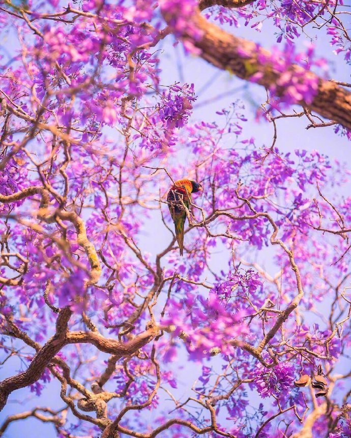 悉尼蓝花楹大道～ 上帝视角看世界