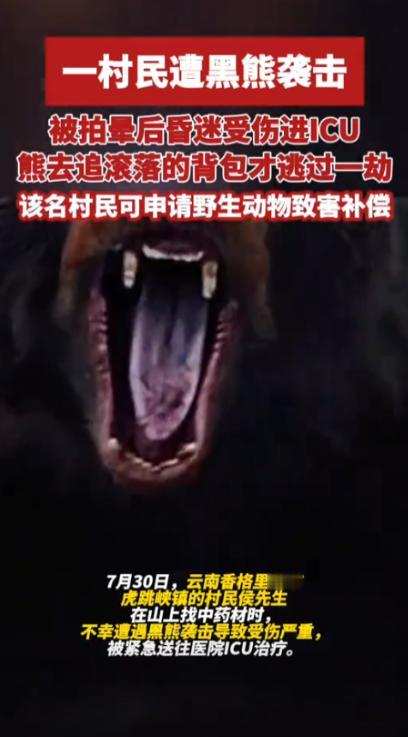 云南丽江一男子上山采药时，意外遇到一头重约500斤的黑熊，被攻击后昏迷近半小时，