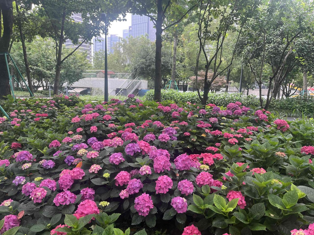 晒图笔记大赛雨后的绣球花越发艳丽，上海滨江东岸的步道，还是很值得称赞的，旁边有个