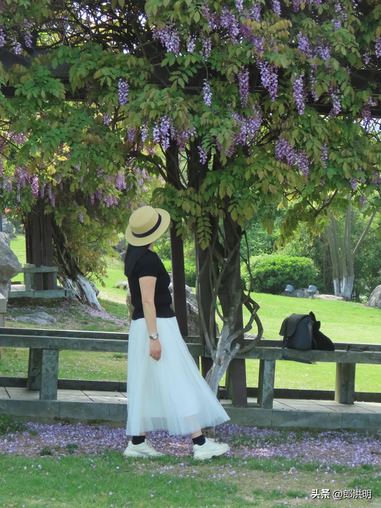 在紫藤花下，享受宁静的午后时光🌸🍃东钱湖