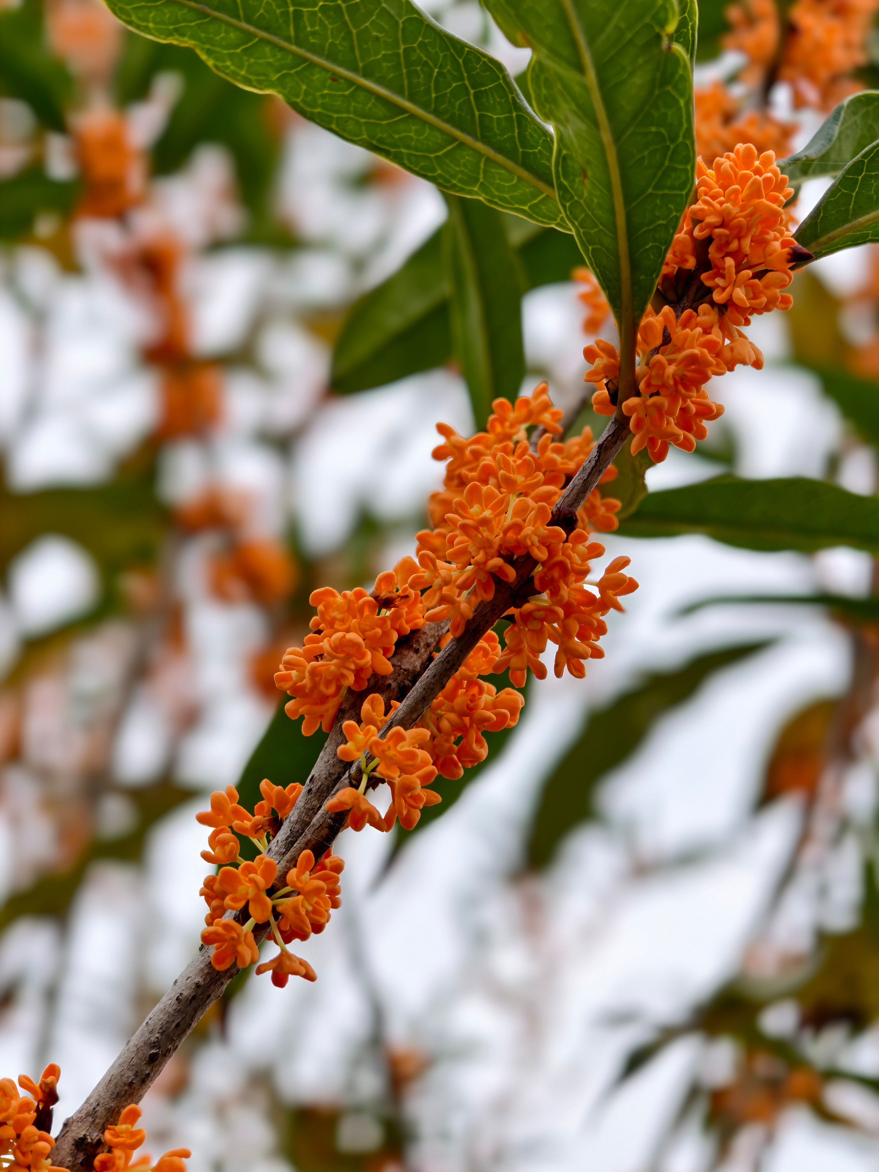 杭州的桂花开了好多，满城都是桂花香～喜欢杭州的秋天[心] ​​​