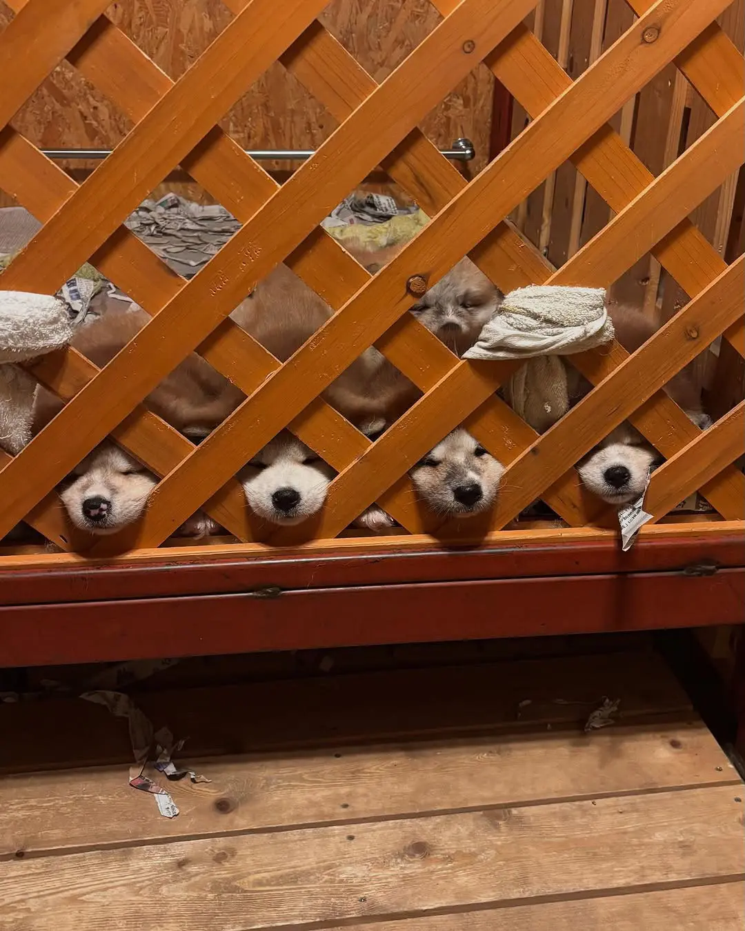 照片里有几只狗