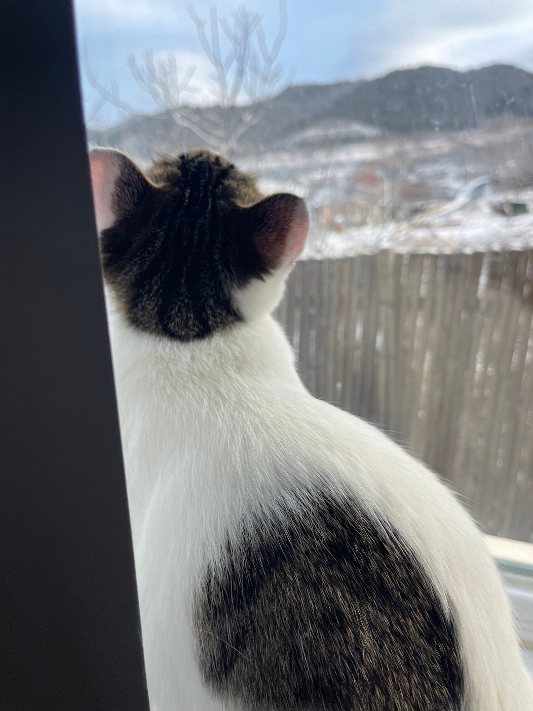 雪中咪，美得像大片。 