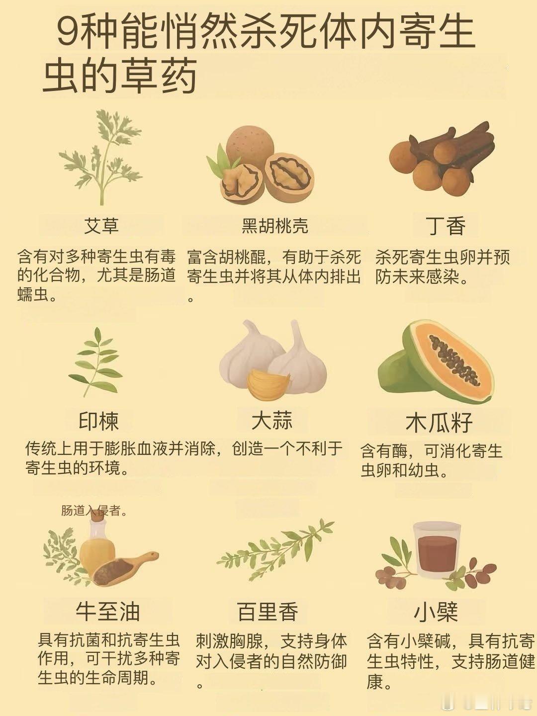 🌿 9种天然杀灭寄生虫的强效草药🌿寄生虫会悄无声息地消耗你的能量，削弱免疫力