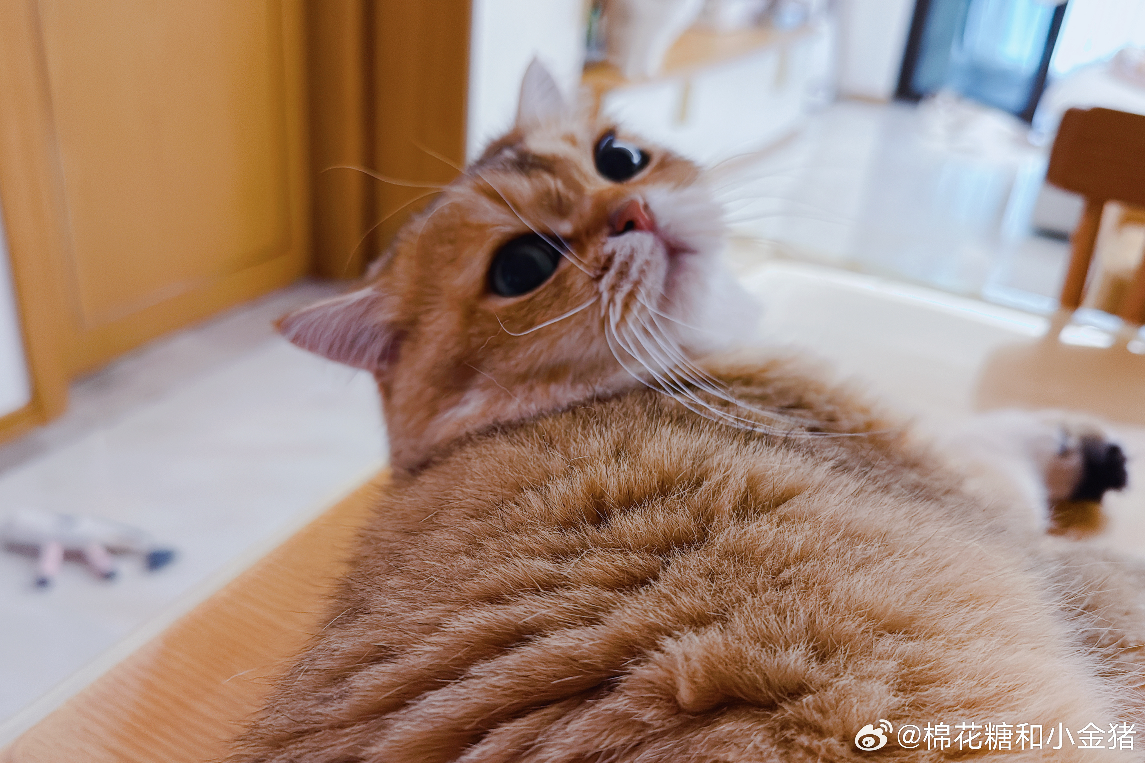 秃头，但可爱。 