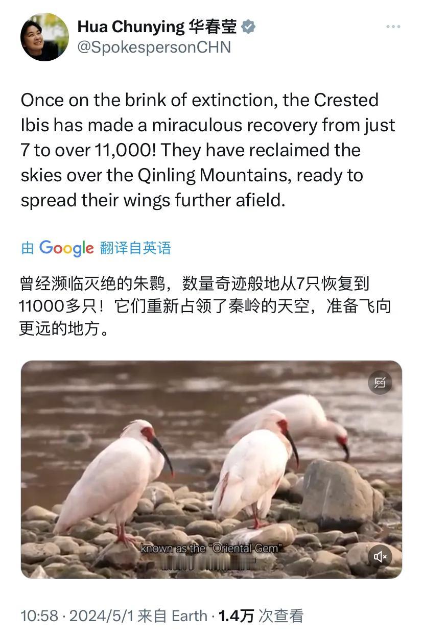 外交部部长助理华春莹今天（5月1日）写道：“曾经濒临灭绝的朱鹮，数量奇迹般地从7