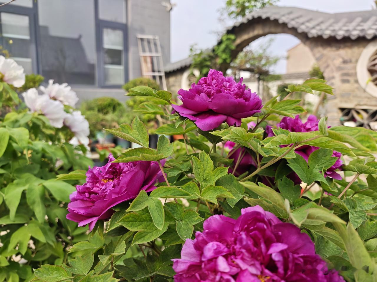 牡丹一夜爆开，咱农家小院的一棵牡丹25朵牡丹花两天之内完全绽放，古有“花开时节动