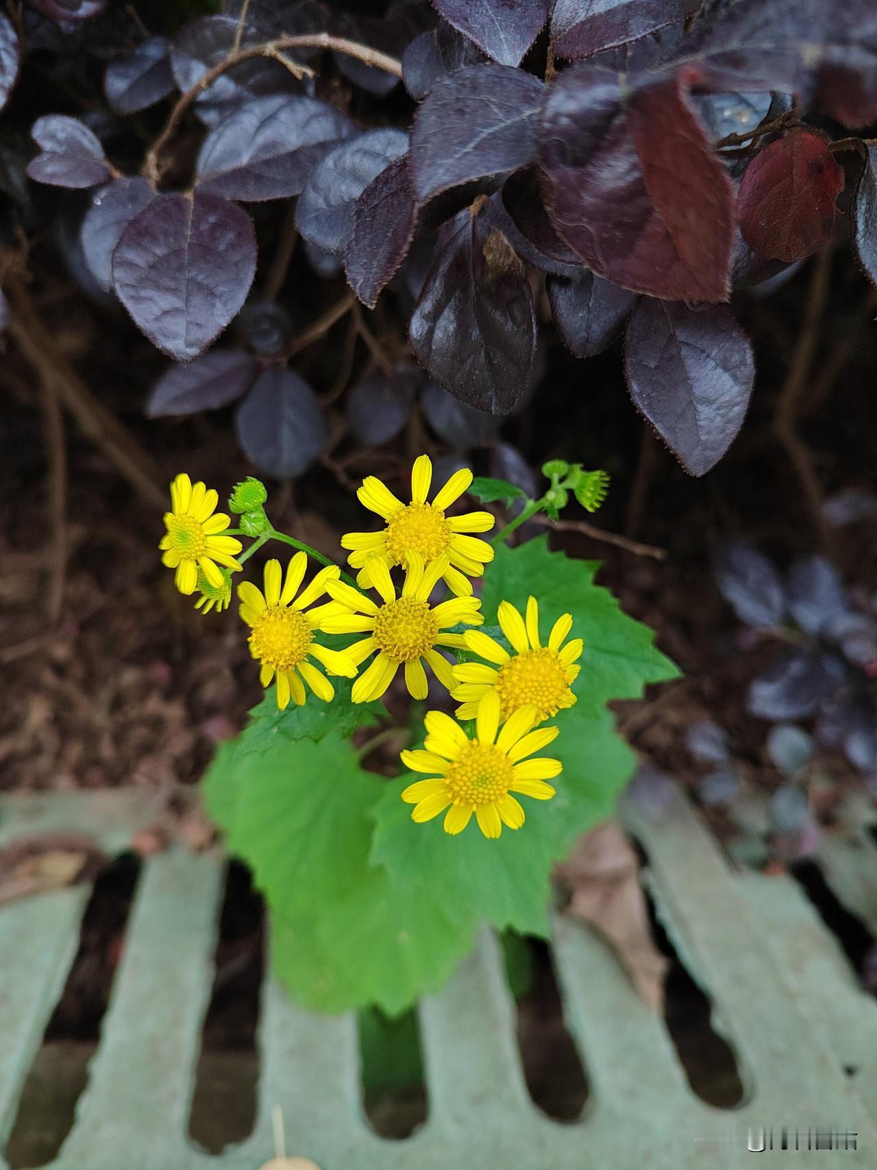 分享一张最近随手拍的照片野花香[祝福][玫瑰][万柿如意]