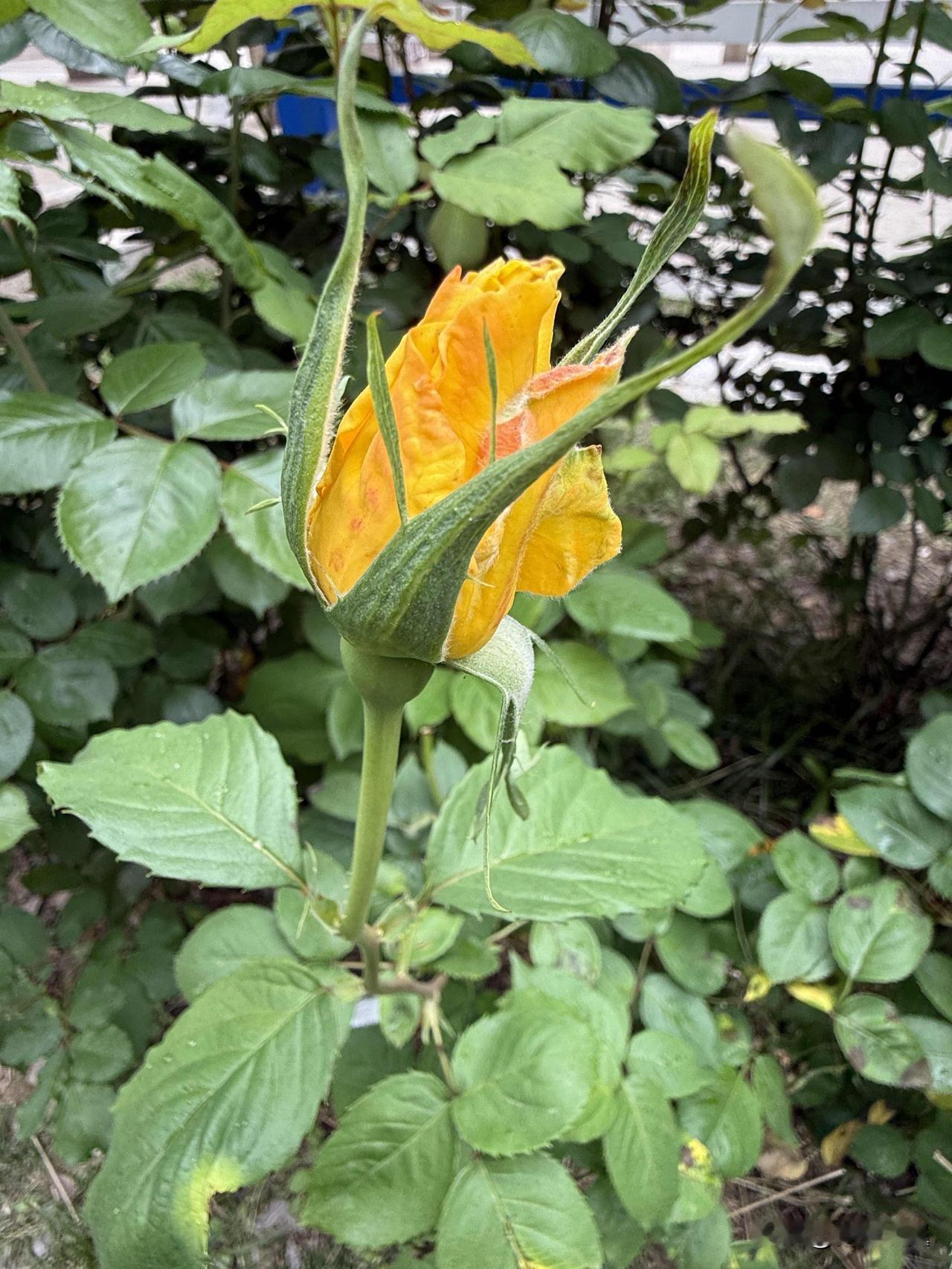 网红穿着有些暴露,如何看? 
【小对联】
上：布阵；
下：……？