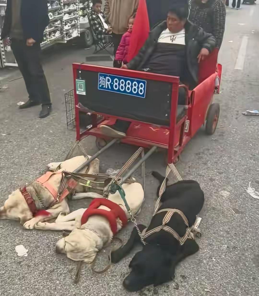 河南南阳的庙会上，出了件让人看了心里堵得慌的事儿。

熙熙攘攘的人群里，一辆挂着