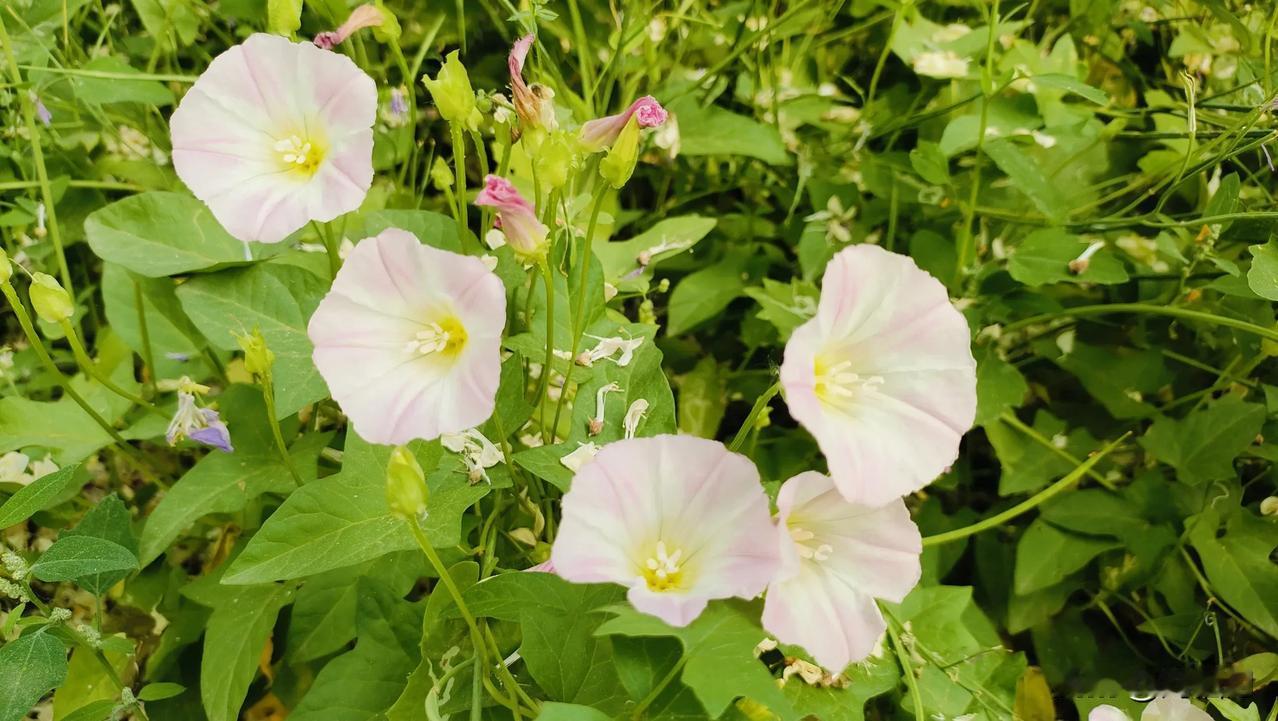 分享你手机里拍的花花草草