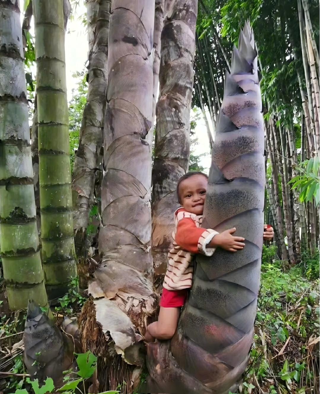 龙竹，学名:Dendrocalamus giganteus Munro.是禾本科