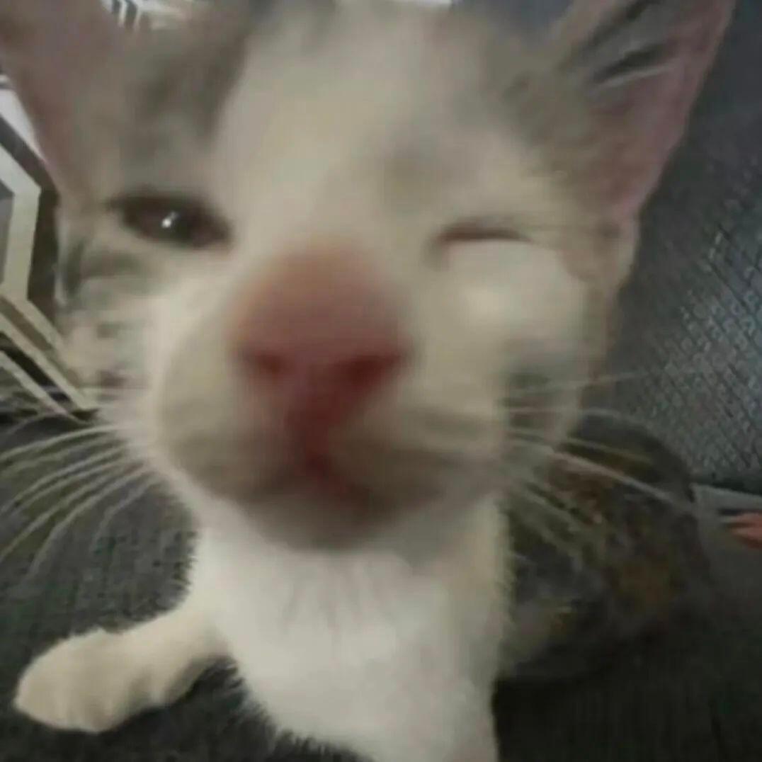 低脂小猫头像 ​​​